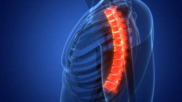 Spinal Cord Vertebral Column of Human Skeleton System Anatomy. 3D