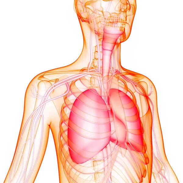 Anatomia Polmonare Del Sistema Respiratorio Umano — Foto Stock