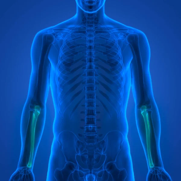 Ilustracja Ludzkich Kości Szkieletowych Stawów Anatomia — Zdjęcie stockowe