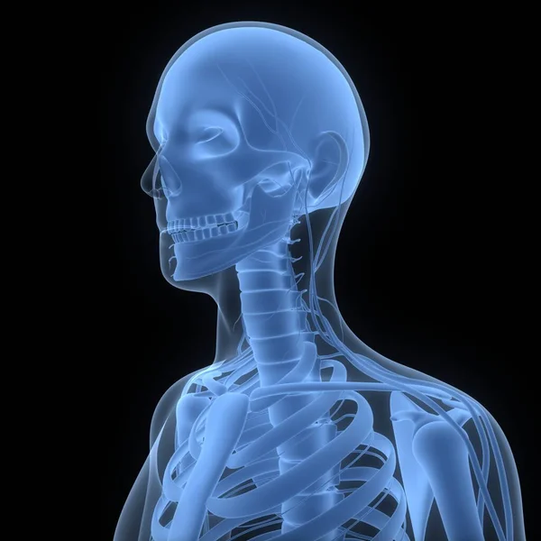 Emberi Csontváz Rendszer Skull Bone Alkatrészek Anatómia — Stock Fotó