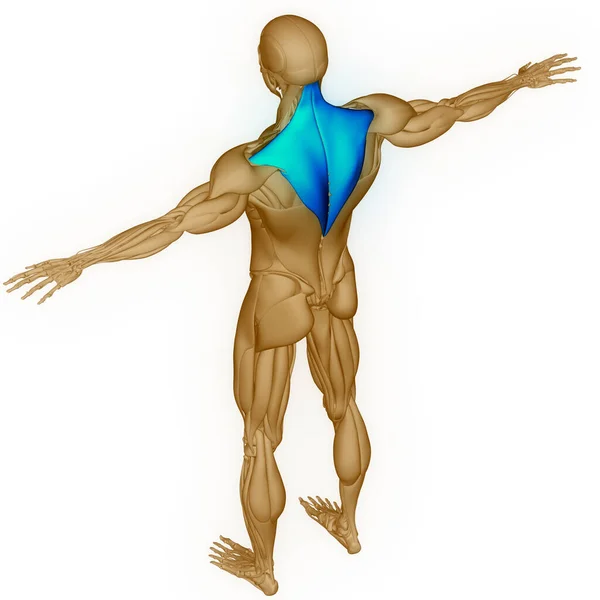 人体の筋肉系の筋肉の解剖学 — ストック写真