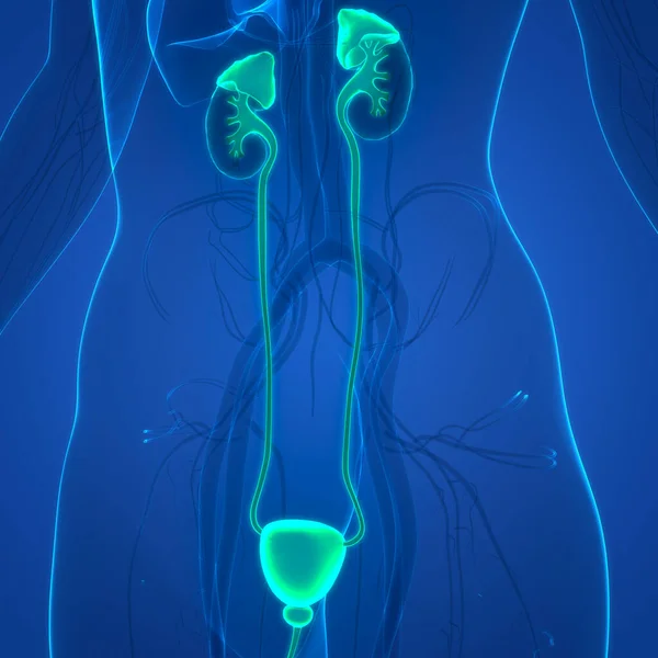 Anatomía Vesical Del Sistema Urinario Humano — Foto de Stock