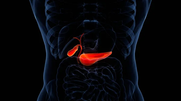 Human Internal Organ Pancreas Anatomy. 3D