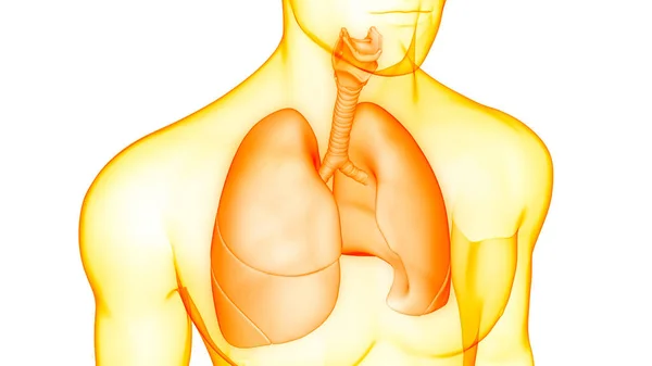 Anatomie Pulmonaire Système Respiratoire Humain — Photo