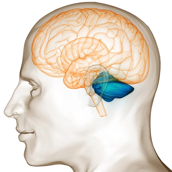 Human Central Nervous System Head Anatomy — Stock fotografie