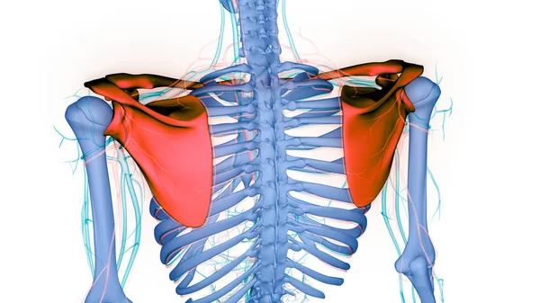 Анатомия Костных Суставов Грудного Пояса Человеческой Скелетной Системы — стоковое фото