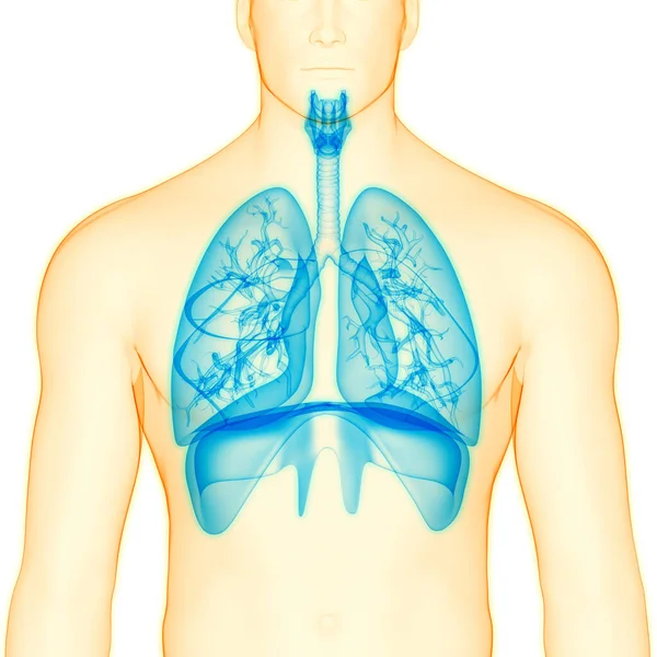 Ludzki Układ Oddechowy Anatomia Płuc — Zdjęcie stockowe