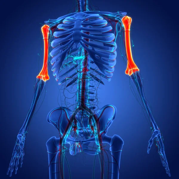 Human Skeleton Bones Anatomy Humerus Bones — Stock Photo, Image