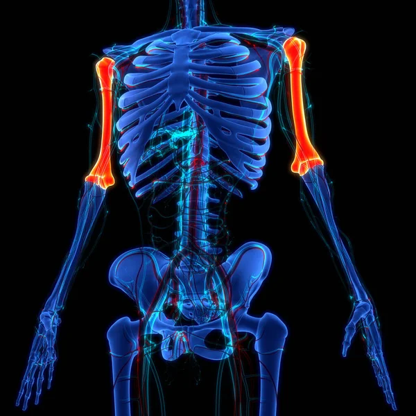 Human Skeleton Bones Anatomy (Humerus Bones). 3D