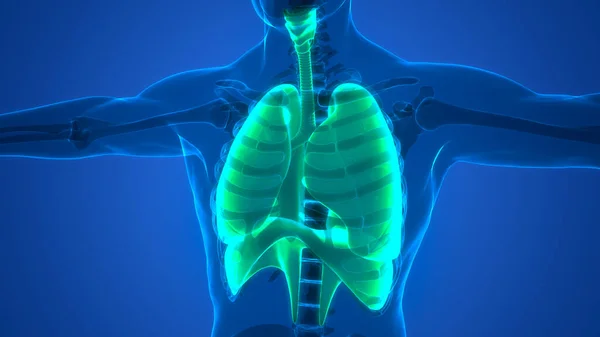 Anatomia Polmonare Del Sistema Respiratorio Umano — Foto Stock