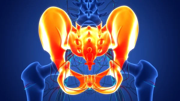 Human Skeleton System Pelvic Girdle Bone Joints Anatomy — стокове фото