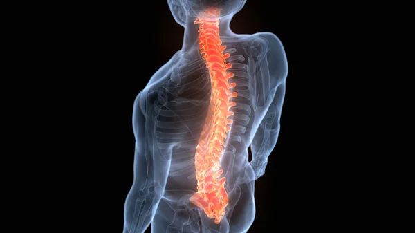 Spinal Cord Vertebral Column Human Skeleton System Anatomy — стокове фото