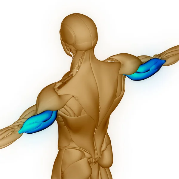 Menschliches Muskelsystem Armmuskeln Muskeln Anatomie — Stockfoto