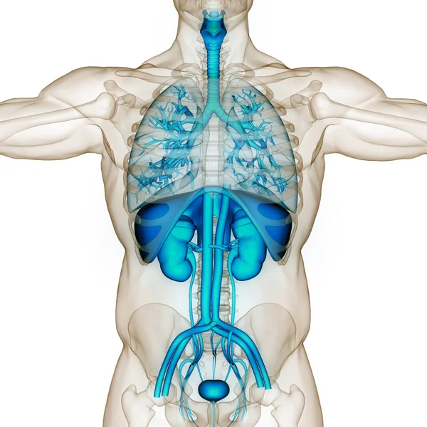 Menselijke Inwendige Organen Met Urinewegen Anatomie — Stockfoto