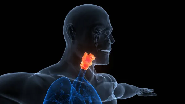 Human Respiratory System Larynx and Pharynx Anatomy. 3D