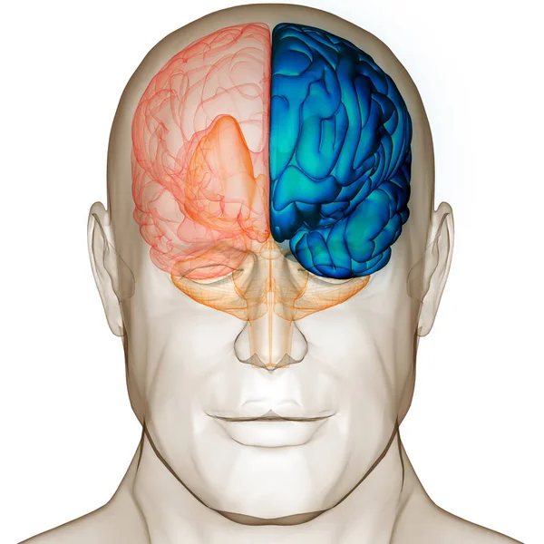 Anatomia Cerebrale Del Sistema Nervoso Centrale Umano — Foto Stock