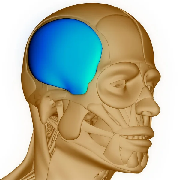 3D Illustration of Human Face Muscles