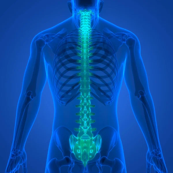 Spinal Cord Vertebral Column Human Skeleton System Anatomy — Stockfoto