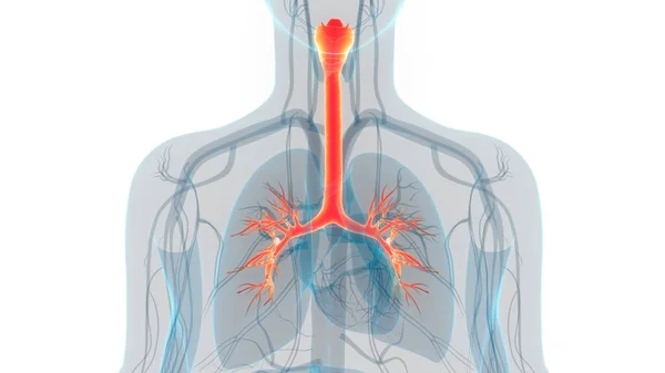 Nsan Solunum Sistemi Larinks Gırtlak Anatomisi Boyut — Stok fotoğraf
