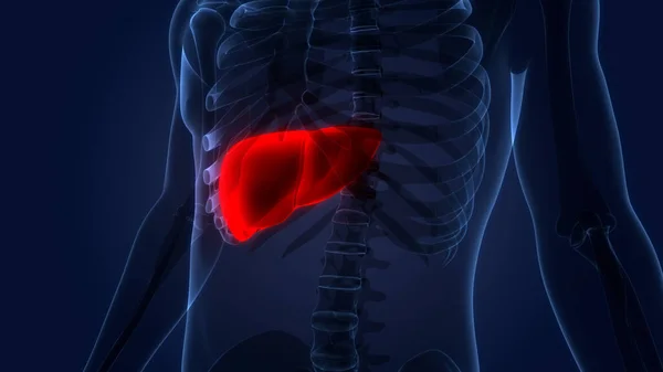 Ludzki Wewnętrzny Organ Trawienny Anatomia Wątroby — Zdjęcie stockowe