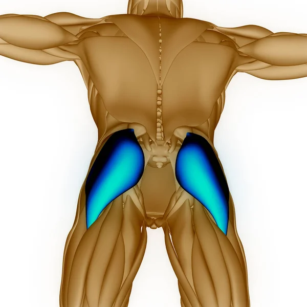 Human Muscular System Legs Muscles Anatomy — Φωτογραφία Αρχείου