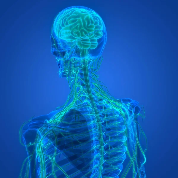 ヒト中枢神経系脳解剖学3D — ストック写真