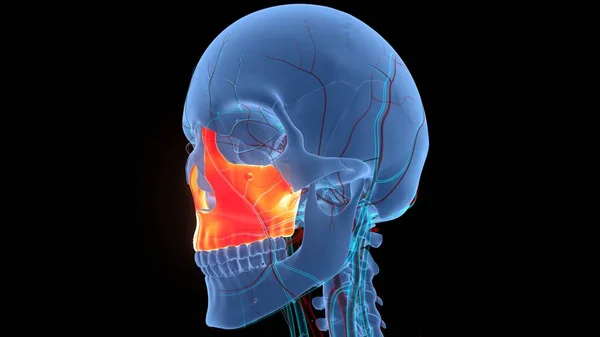 Système Squelettique Humain Crâne Pièces Maxilla Anatomie — Photo