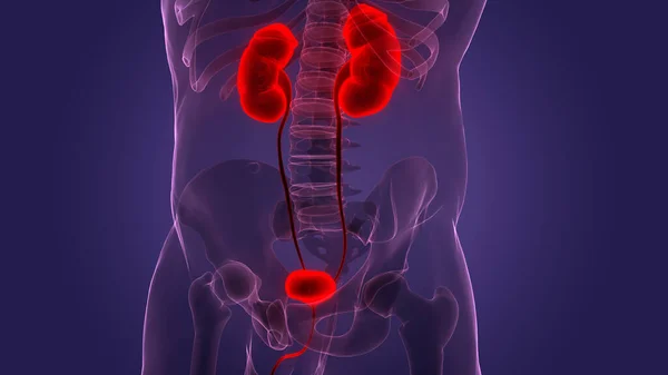 Menselijke Inwendige Organen Met Urine Systeem Anatomie — Stockfoto