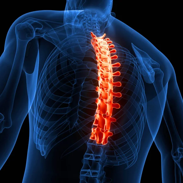 Spinal Cord Vertebral Column of Human Skeleton System Anatomy. 3D