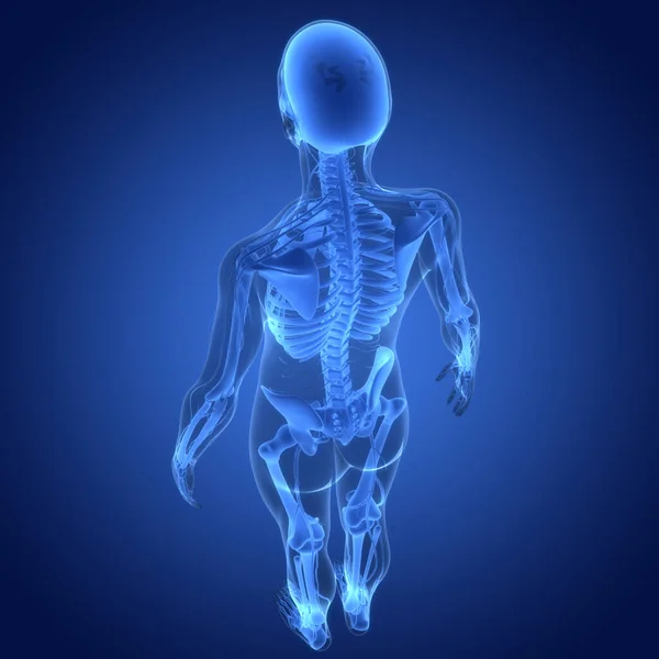 Illustration Anatomie Des Joints Osseux Système Squelettique Humain — Photo