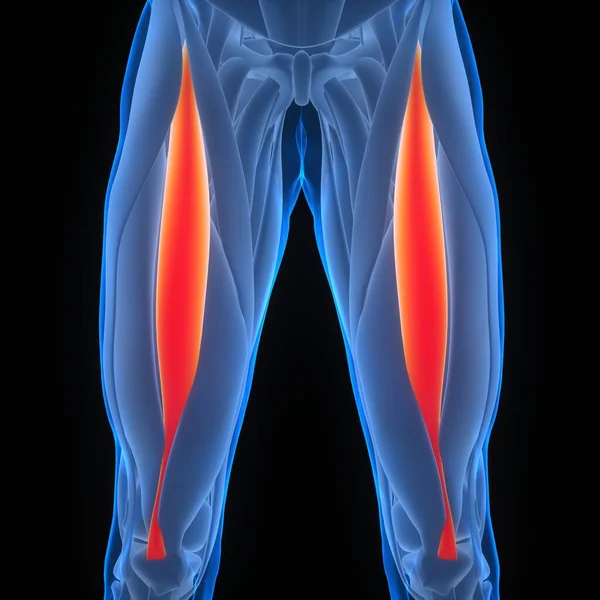 Anatomie Musculaire Système Musculaire Humain — Photo