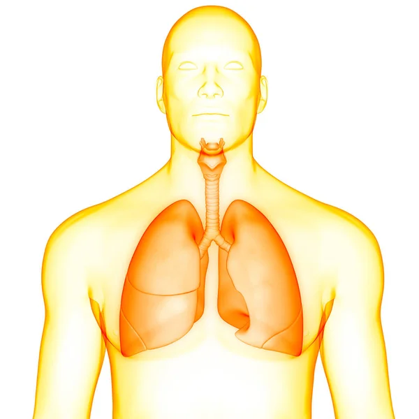 Anatomia Polmonare Del Sistema Respiratorio Umano — Foto Stock