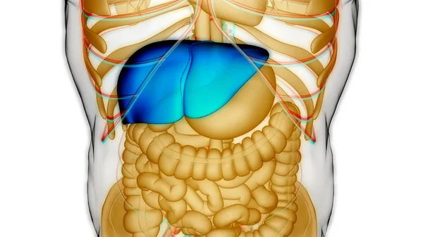 Lidský Vnitřní Zažívací Orgán Anatomie Jater — Stock fotografie