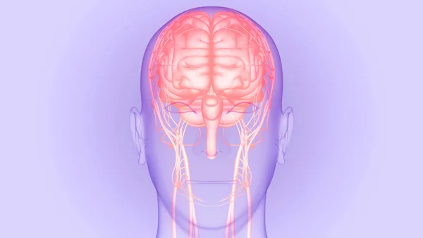 Anatomie Mozku Lidského Centrálního Nervového Systému — Stock fotografie