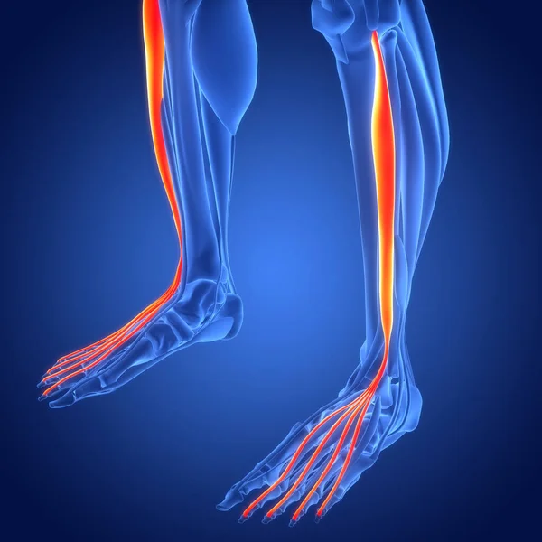 Digitale Illustration Der Beinmuskeln — Stockfoto