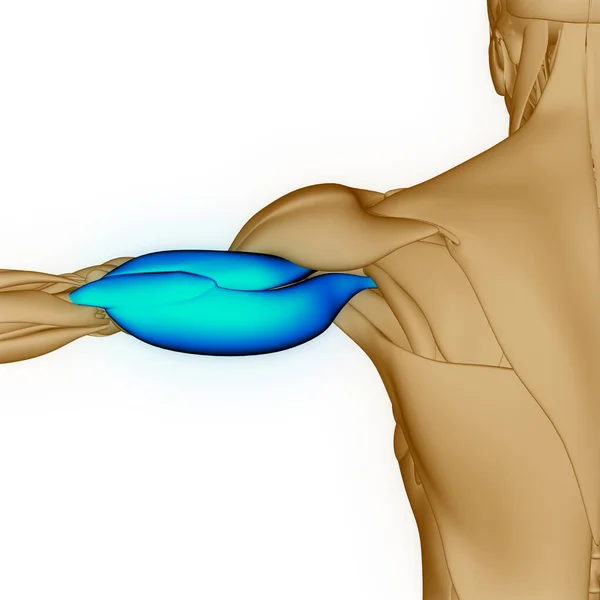 Lidský Svalový Systém Pažní Svaly Anatomie — Stock fotografie