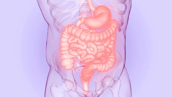 Anatomie Van Het Spijsverteringsstelsel — Stockfoto