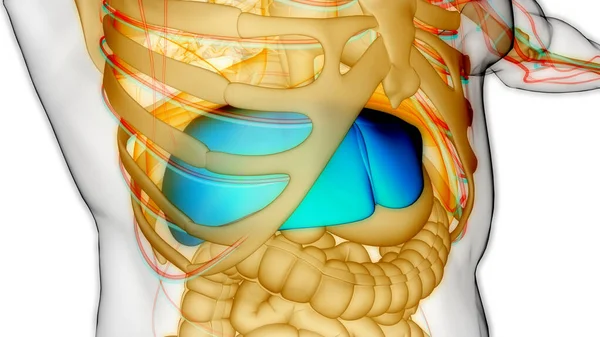 Organe Digestif Interne Humain Anatomie Foie — Photo