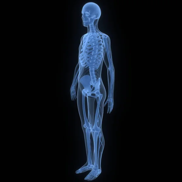 Illustration Skelettben För Människor Anatomi — Stockfoto