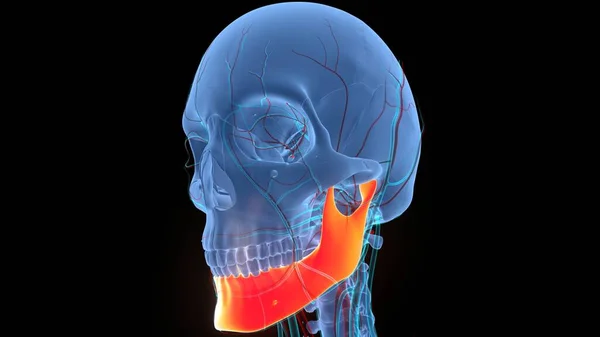 Human Skeleton System Skull Bone Parts Mandible Anatomy. 3D