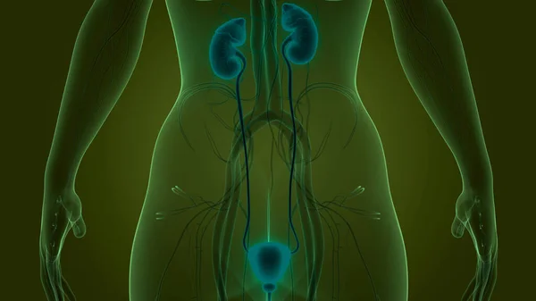 Människans Urinsystem Njurar Anatomi Tredimensionell — Stockfoto