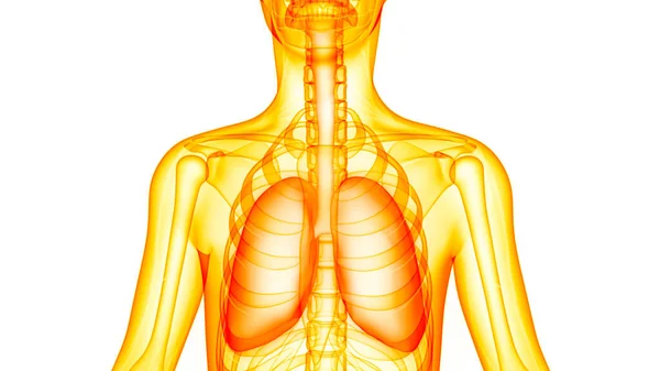 Sistema Respiratorio Humano Almuerzo Anatomía — Foto de Stock