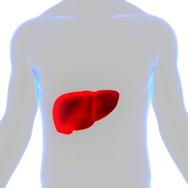 Ludzki Wewnętrzny Organ Trawienny Anatomia Wątroby — Zdjęcie stockowe