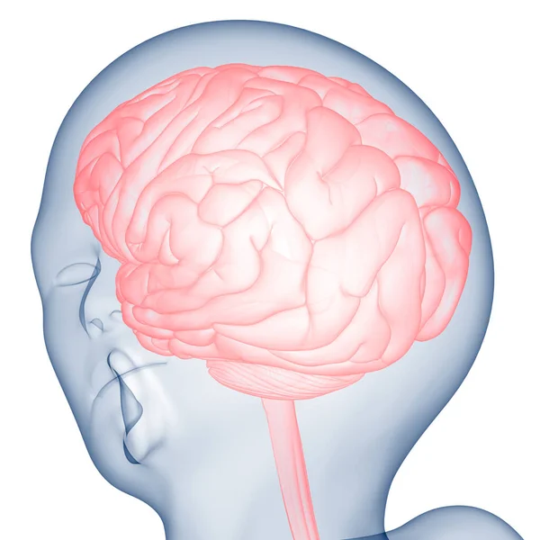 Anatomia Mózgu Ludzkiego Centralnego Układu Nerwowego — Zdjęcie stockowe