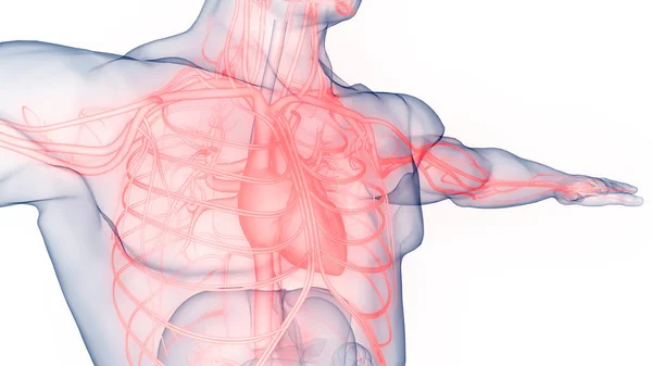 해부학 Human Circulatory System Heart Anatomy — 스톡 사진