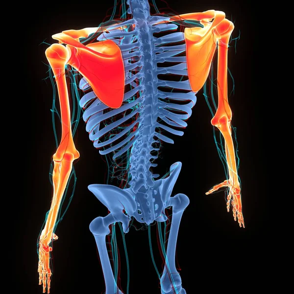 ヒトの骨格系ヒトの骨は解剖学を結合する — ストック写真