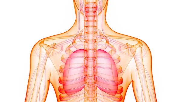 Anatomie Van Het Menselijk Ademhalingssysteem — Stockfoto