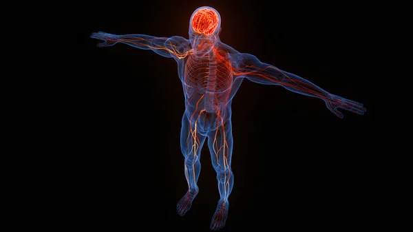 Anatomie Cérébrale Système Nerveux Central Humain — Photo