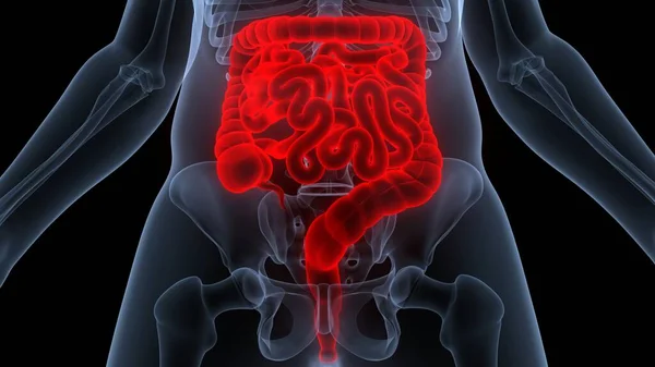 Anatomía Del Sistema Digestivo Humano — Foto de Stock