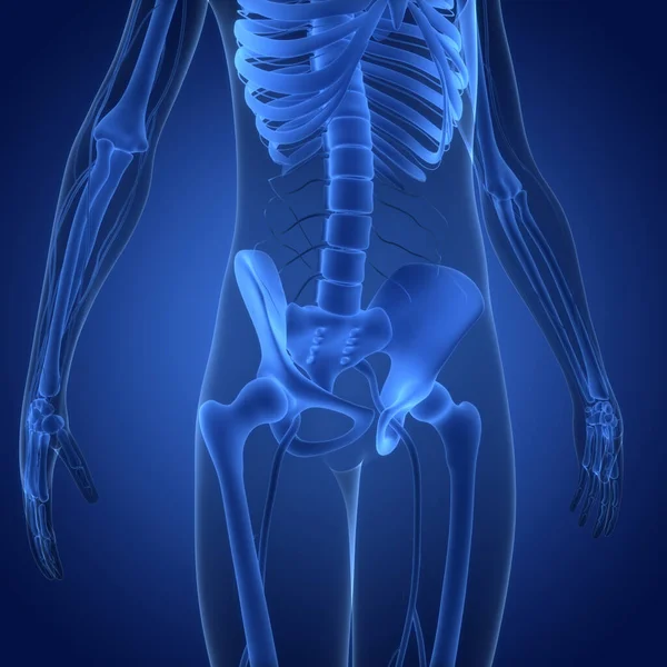Illustration Human Skeleton System Bones Joints Anatomy — стокове фото